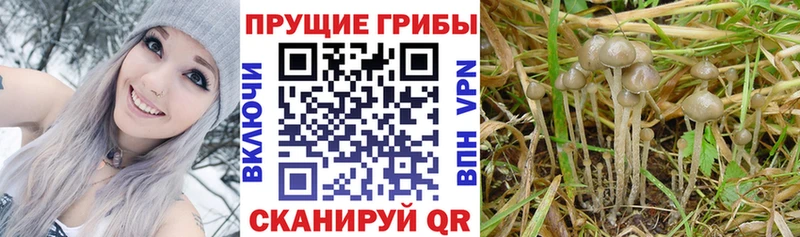 Купить закладки  Пионерский  Псилоцибиновые грибы Magic Shrooms 